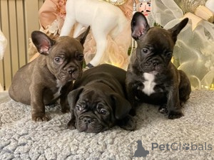 Photo №1. french bulldog - for sale in the city of Ramstein-Miesenbach | 578$ | Announcement № 166054