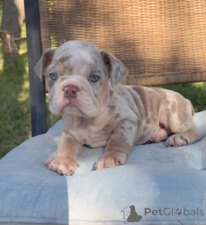 Photo №2 to announcement № 173884 for the sale of english bulldog - buy in Germany breeder