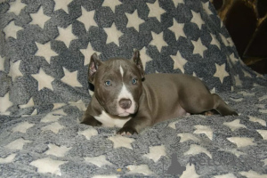 Photo №2 to announcement № 137880 for the sale of american bully - buy in United States private announcement