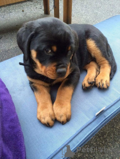 Photo №1. rottweiler - for sale in the city of Москва | negotiated | Announcement № 10113