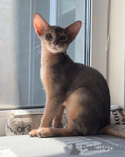 Photo №2 to announcement № 52260 for the sale of abyssinian cat - buy in Belarus from nursery