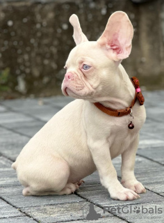 Additional photos: Pink french bulldog puppies