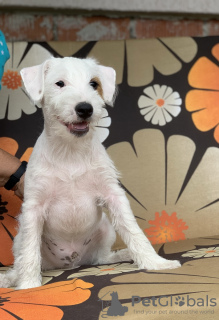Additional photos: parson russell terrier puppies