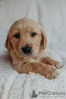 Photo №2 to announcement № 90614 for the sale of golden retriever - buy in Germany private announcement