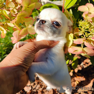 Photo №2 to announcement № 70230 for the sale of chihuahua - buy in Belarus private announcement