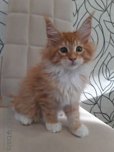 Photo №4. I will sell maine coon in the city of Kemerovo. from nursery - price - negotiated