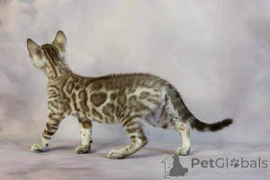 Photo №1. bengal cat - for sale in the city of Eskilstuna | 706$ | Announcement № 153225