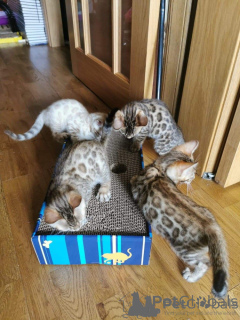 Photo №1. bengal cat - for sale in the city of Arizona City | 350$ | Announcement № 161245