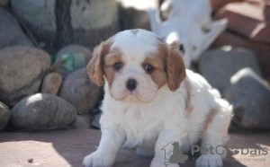 Photo №1. cavalier king charles spaniel - for sale in the city of Geneva | negotiated | Announcement № 124417