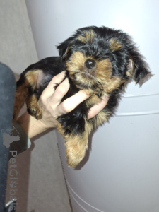 Photo №3. Charming Yorkshire Terrier puppies. Sweden