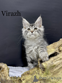 Photo №4. I will sell maine coon in the city of Kharkov. private announcement - price - 1414$