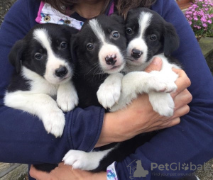 Photo №2 to announcement № 18202 for the sale of border collie - buy in United Kingdom private announcement