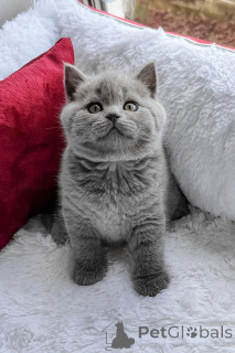 Photo №3. STUNNING MALE AND FEMALE BRITISH SHORTHAIR KITTENS FOR SALE. United Kingdom
