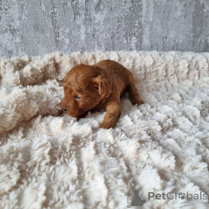 Photo №3. Miniture Poodle Puppies for sale contact whatsapp business 447450021323. Finland