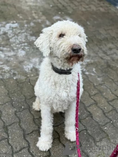 Photo №2 to announcement № 166538 for the sale of  - buy in Germany breeder