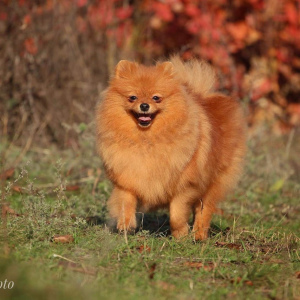 Photo №2 to announcement № 5224 for the sale of pomeranian - buy in Ukraine breeder