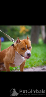 Photo №1. american staffordshire terrier - for sale in the city of St. Petersburg | negotiated | Announcement № 8865