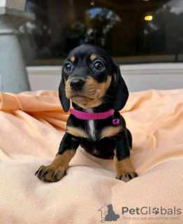 Photo №2 to announcement № 114206 for the sale of dachshund - buy in Finland 