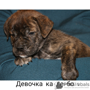 Additional photos: Puppies for sale Ca De Bou