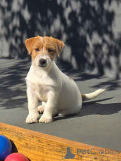 Photo №1. jack russell terrier - for sale in the city of Berlin | negotiated | Announcement № 171876