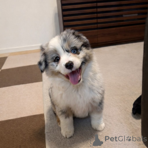 Photo №1. miniature american shepherd (aussie) - for sale in the city of Brest | negotiated | Announcement № 177472