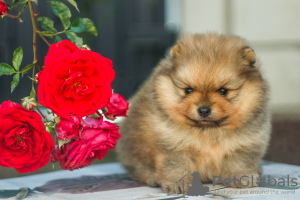 Additional photos: Lovely Pomeranian puppies