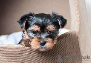 Photo №1. yorkshire terrier - for sale in the city of Berlin | negotiated | Announcement № 97604
