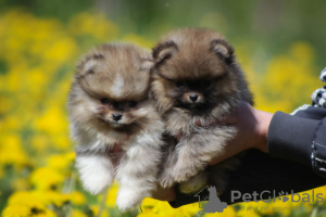 Photo №2 to announcement № 104062 for the sale of pomeranian - buy in Belarus from nursery