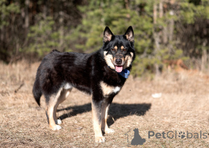 Photo №3. Gorgeous, stately male likes (Metis) Jason is saved and looking for a house. Russian Federation