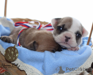 Photo №3. French Bulldog puppies, RKF. Russian Federation