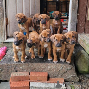 Photo №1. rhodesian ridgeback - for sale in the city of Yding | negotiated | Announcement № 169948