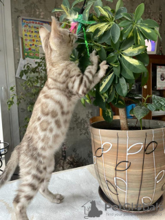 Photo №3. Snowy Bengal boy for breeding or pets. Germany