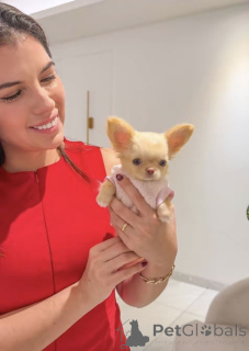 Photo №2 to announcement № 168799 for the sale of chihuahua - buy in United States breeder