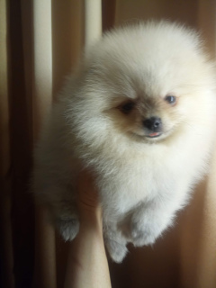 Photo №3. Pomeranian Spitz Girl. Russian Federation