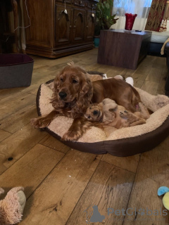 Additional photos: Home trained American Cocker Spaniel for sale now