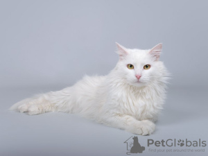 Photo №1. turkish angora - for sale in the city of Москва | Is free | Announcement № 69496