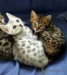 Photo №2 to announcement № 162811 for the sale of egyptian mau - buy in Netherlands private announcement, breeder
