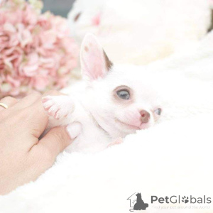 Photo №1.  - for sale in the city of Bethlehem of Galilee | negotiated | Announcement № 163032