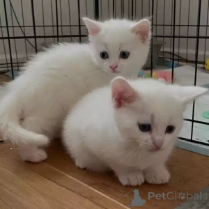 Photo №2 to announcement № 167246 for the sale of turkish van - buy in Germany private announcement