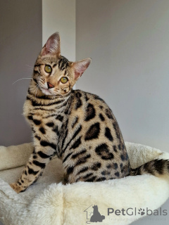 Photo №1. bengal cat - for sale in the city of Dalarna | negotiated | Announcement № 159071