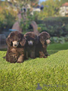 Photo №3. Offered gray poodle. Serbia