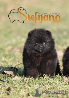Photo №4. I will sell pomeranian in the city of Loznica. breeder - price - negotiated