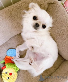 Photo №1. chihuahua - for sale in the city of Bornheim | negotiated | Announcement № 160281