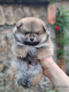 Photo №4. I will sell pomeranian in the city of Москва. from nursery - price - negotiated