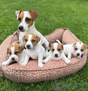 Photo №1. jack russell terrier - for sale in the city of Braunschweig | 929$ | Announcement № 161548