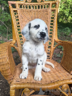 Photo №3. Adorable Purebred Dalmatian Puppy Looking for a Forever Home. Germany