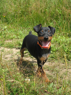 Additional photos: Miniature Pinscher Puppy Girl