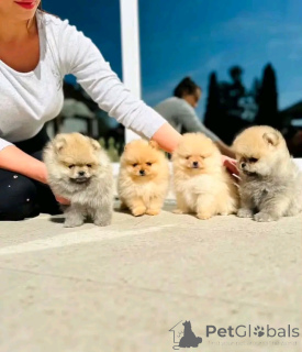 Photo №1. pomeranian - for sale in the city of Brussels | Is free | Announcement № 174947