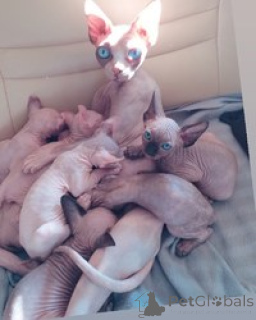 Photo №1. sphynx cat - for sale in the city of Ramstein-Miesenbach | 568$ | Announcement № 163695