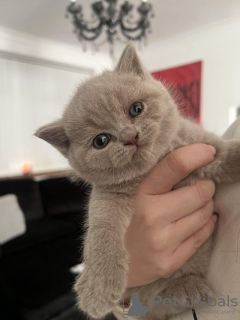 Photo №4. I will sell british shorthair in the city of Wiesbaden. from nursery, from the shelter, breeder - price - 53$